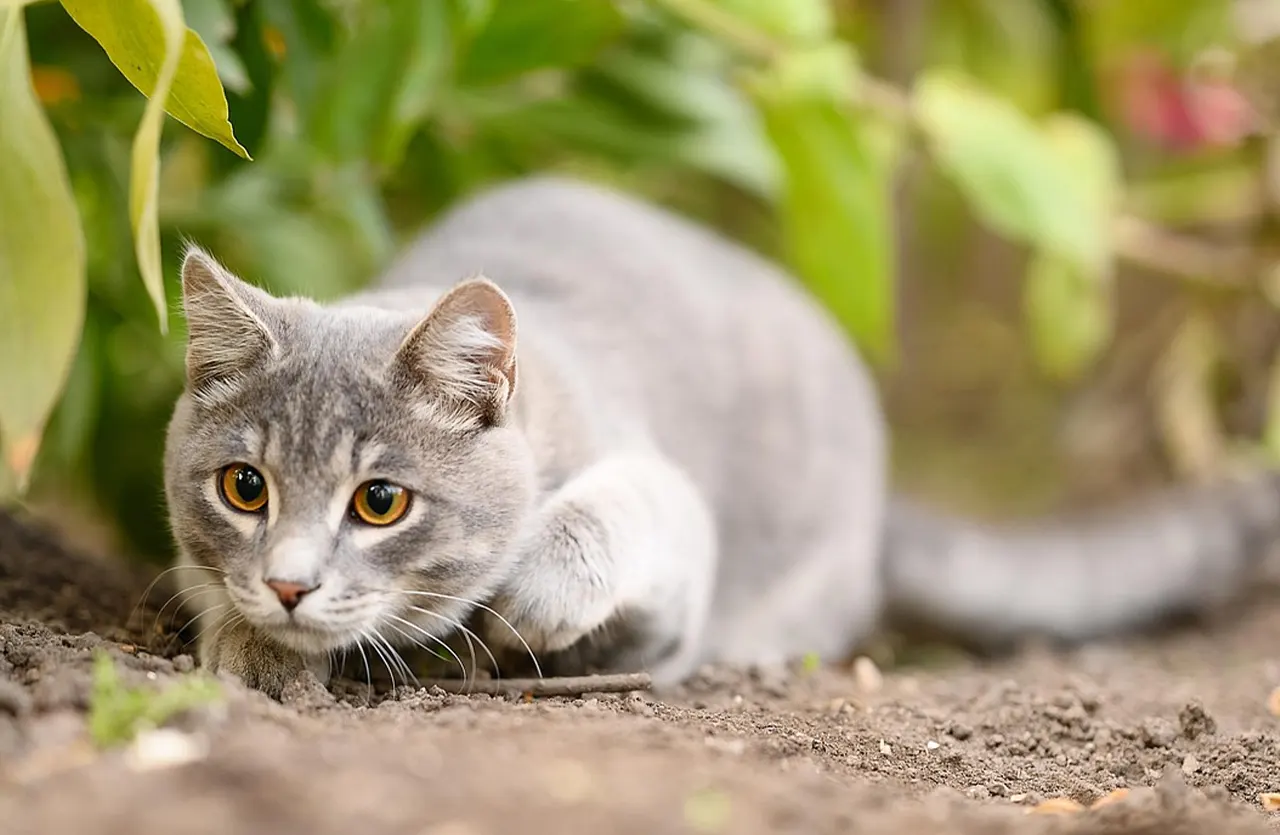 Grey tabby cat in a natural outdoor setting, representing the "Give Your Cat a Taste of the Wild Life" section for Taste of the Wild Rocky Mountain cat food.
