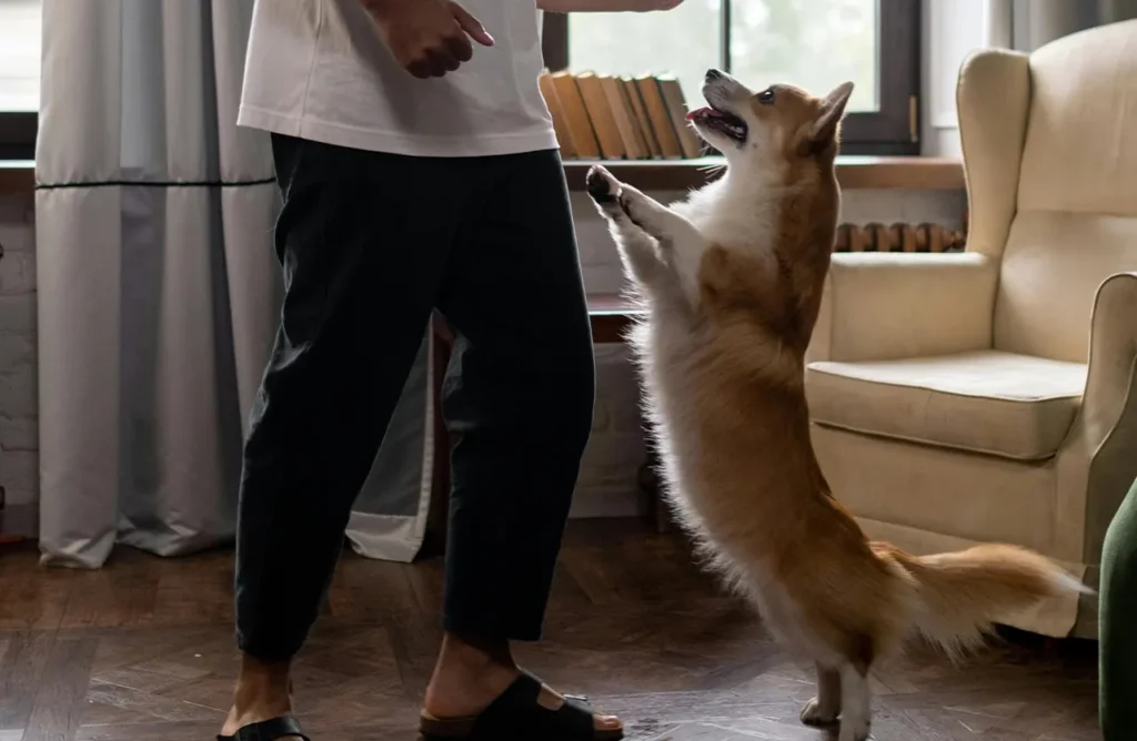 Corgi dog standing on its hind legs to interact with a person, symbolizing the energy and vitality from the balanced nutrition detailed in the "Relish the Power in Each Bite" section.