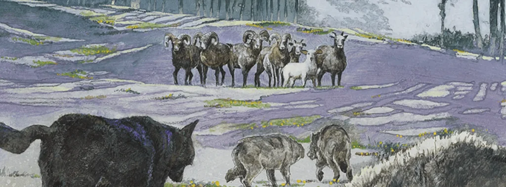 Illustration of bighorn sheep in a mountainous, snowy landscape with wolves in the foreground, representing the "Discover the Primal Taste of Roasted Lamb" section for Taste of the Wild Sierra Mountain dog food.